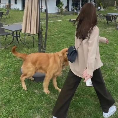 蒂科与鲨鱼